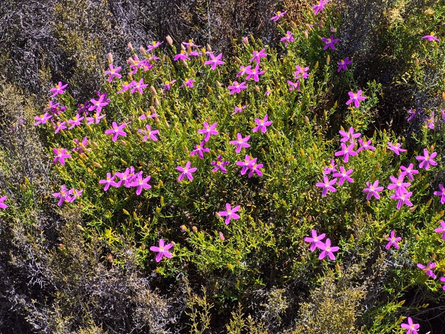 Commercial Property for Sale in Montagu Rural Western Cape